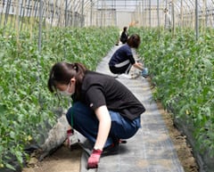 農作業を体験する新採用職員ら
