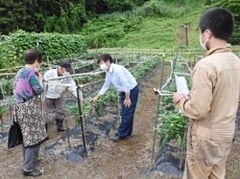 ピーマンの摘芯について現地で確認