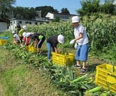 とうもろこしの収穫をする児童ら