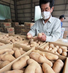 出荷された「白いも」を手に取る山浦部会長