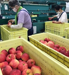 桃「夏明」の選果が始まった