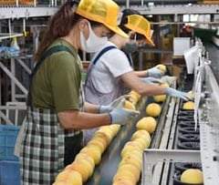 一つひとつ目視で選果作業する黄金桃