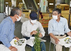 出荷物の品質(花の咲き具合など)を確認する生産者