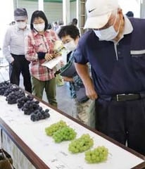 サンプルを見て出荷規格を確認する生産者