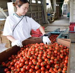 収穫された真っ赤なミニトマトを選果する太田さん