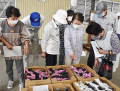 出荷されたブドウの荷姿を確認する生産者