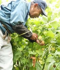 食用ほおずきを収穫する小平さん