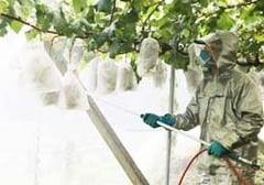 防除剤を散布する武井組合長