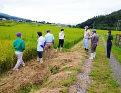 作柄適期収穫期の確認を行う参加者