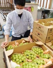 持ち込まれたシャインマスカットの仕上がりを確認する伊部技術員