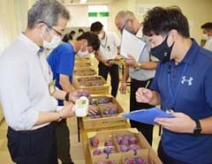 プラム「太陽」の着色や玉揃いを審査する審査員