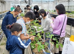 イチゴ苗の植え付けを楽しむ参加者