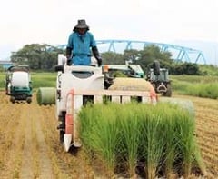 専用の収穫機による刈り取り作業（8月31日、佐久市の圃場で）