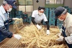 小林さん（中央）の出荷品を選別する職員