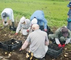 ジャガイモを収穫する参加者