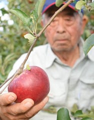 ほ場でリンゴの出来栄えを確認する田原さん