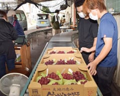 クイーンルージュ®をチェックする検査員