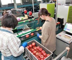 新選果機を稼働し「つがる」の出荷作業を行う担当者