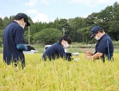 坪刈り調査を行う営農部職員