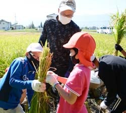 青年部員に教わりながら稲をまとめる子どもたち