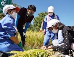 JA職員に見守られながら稲刈りを体験する子どもたち
