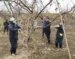 2月16日、長沼地区の果樹園で。樹木に付いたゴミを取り除くボランティア