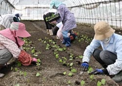 陸わさびの定植作業を行う体験農場の会員ら