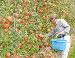 再生した園地でシナノスイートを収穫する山﨑さん