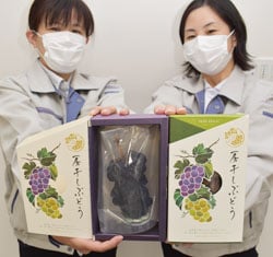 本格販売を始めたドライフルーツ「房干しぶどう」
