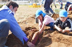 園児に収穫方法を教えるJAの営農指導員