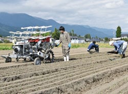 定植機を使って苗を植えるJA職員