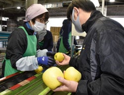 選果基準を確認する職員