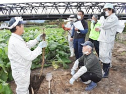 産地見学会で村山早生ごぼうを収穫する黒岩代表（左）