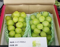ふるさと納税の返礼品のシャインマスカット