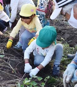 芋ほりを楽しむ園児を見守る農業振興会議のメンバー