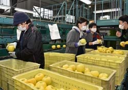 JA職員に確認しながら選果する選果員