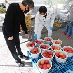 リンゴを買い求める来場者