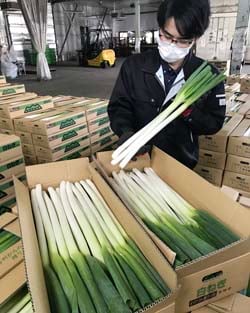 白ネギの品質を確認するJAの職員