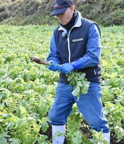 戸隠大根を収穫する生産者