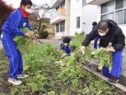 戸隠中学校の畑で「戸隠おろし」を収穫する生徒