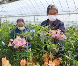 試作圃場で花の生育状況を確認する生産者ら