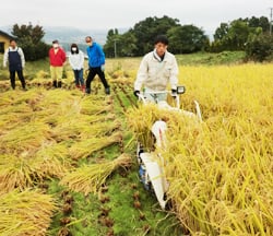 先輩職員が見守る中、稲刈りをする新入職員