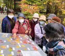 展示台でひときわ大きい葉を見つけ、「こんなに大きい葉があるんだね」と語り合う女性部員