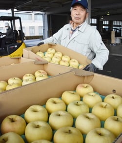 ムーンふじをJAに運ぶ生産者