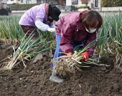 「吉蔵ネギ」を収穫する部員ら
