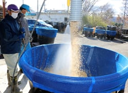破砕もみに乳酸菌入りの水を加える