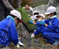 丁寧にタマネギ苗を植え付ける児童
