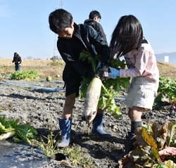 大根を引き抜く参加者