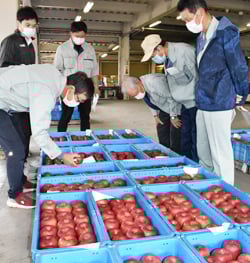 品評会に出品されたサンふじを審査する審査員