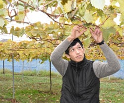 ブドウ園で管理作業をする藤澤さん